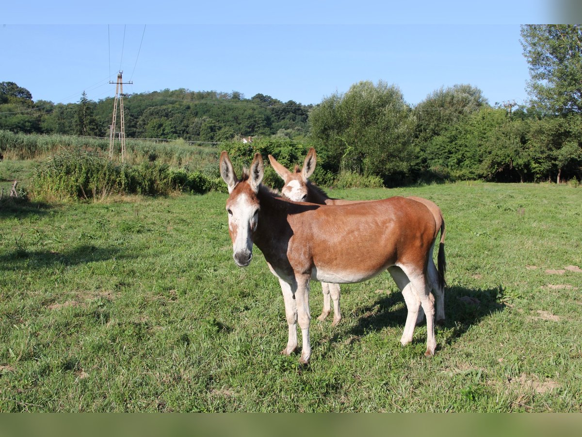 Seltene rote Esel – Mutter (9) & Tochter (2) abzugeben Seltene rote Esel – Mutter (9) & Tochter (2) abzugeben