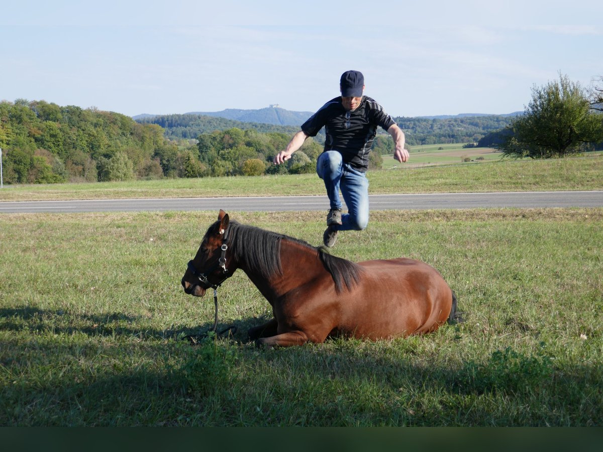 Pferdeausbildung und Reiterausbildung