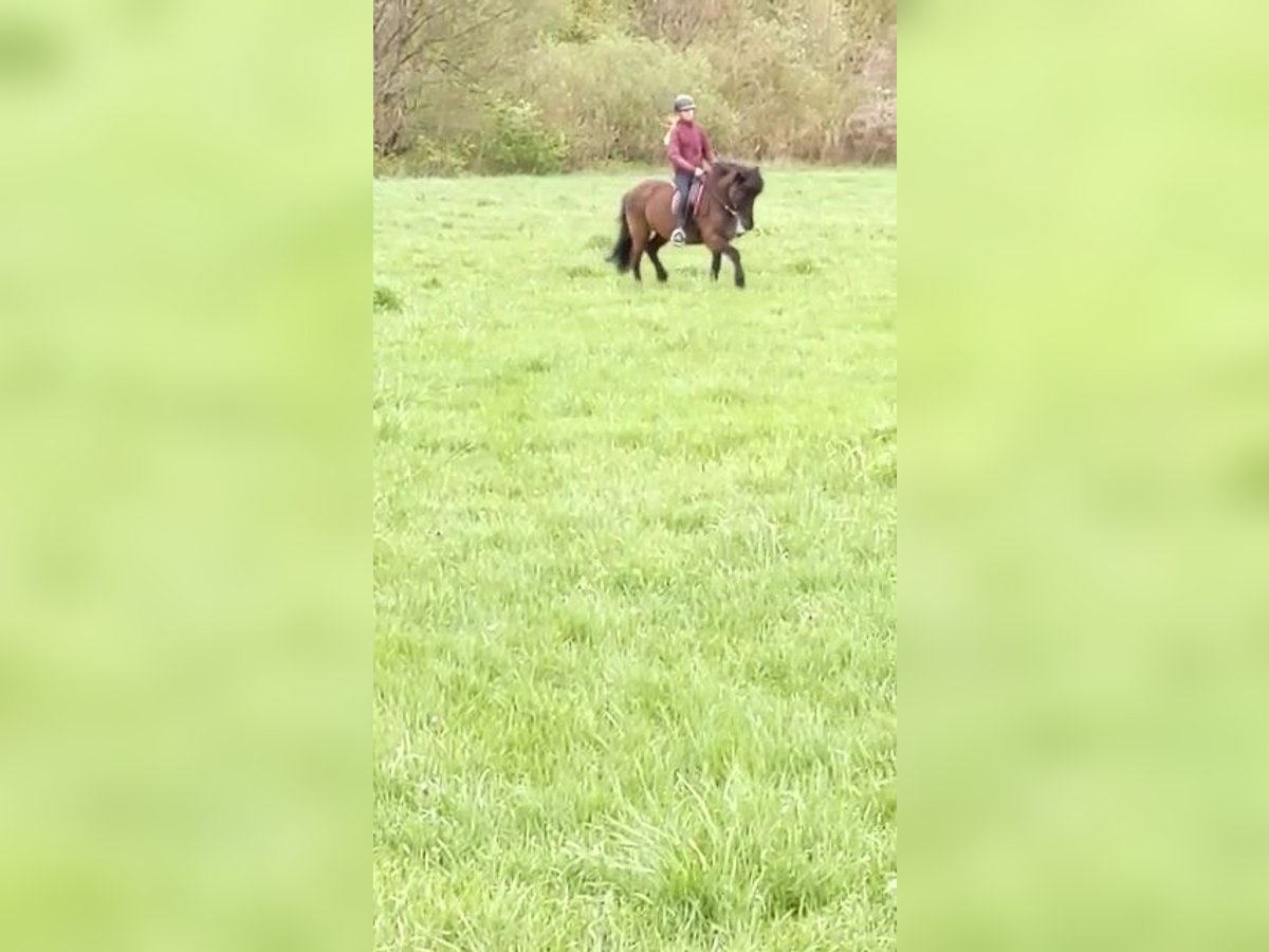Biete privaten mobilen Reitunterricht 