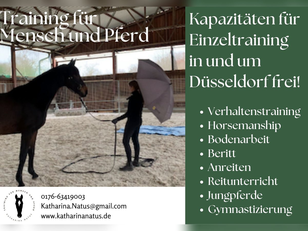 Pferdetraining Verhaltenstraining Jungpferde Horsemanship Reitunterricht Beritt