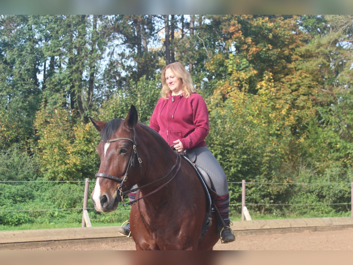 Reitunterricht & ganzheitliche Pferdetherapie - mobil