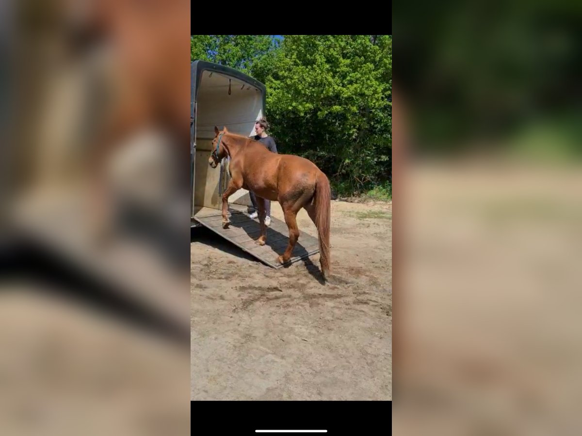 Verladetraining / Anhängertraining Verladetraining / Anhängertraining