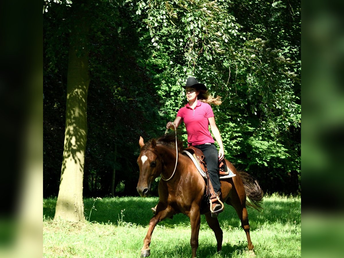 Berittplatz Westernreiten 