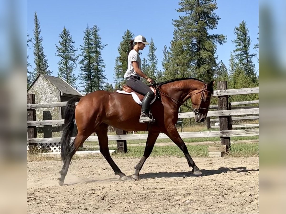 Cleveland Bay Mare 6 years 16 hh Bay in Post Falls