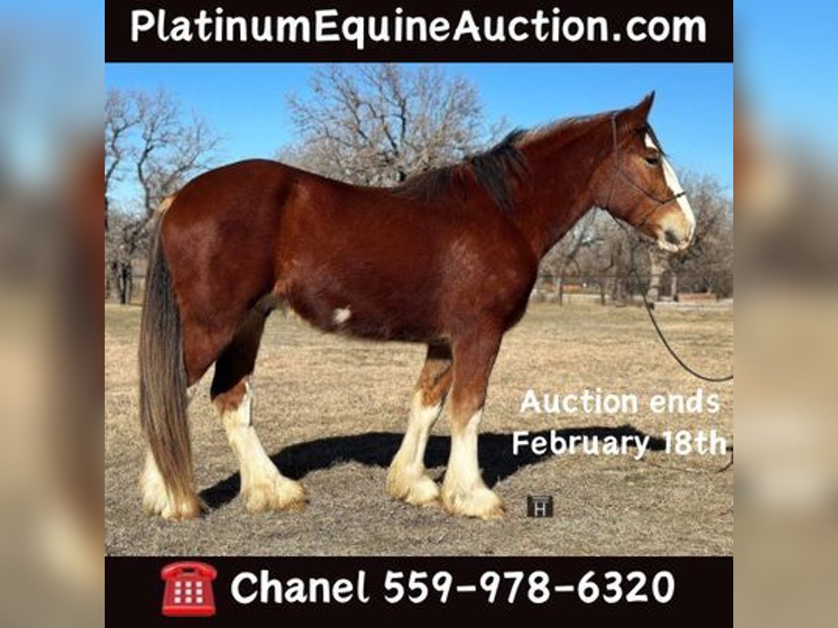 Clydesdale Caballo castrado 5 años 163 cm Castaño-ruano in Jacksboro, TX