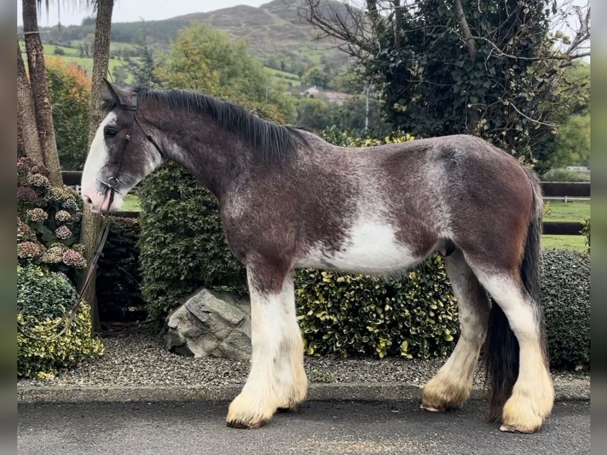 Clydesdale Castrone 3 Anni 182 cm in Down