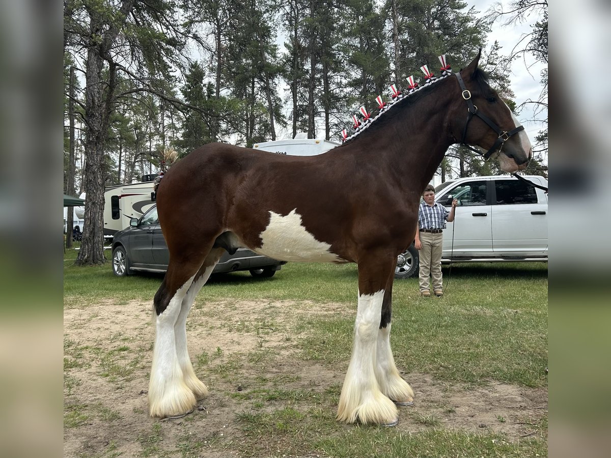 Clydesdale Étalon 1 Année 173 cm Bai cerise in Canora, SK