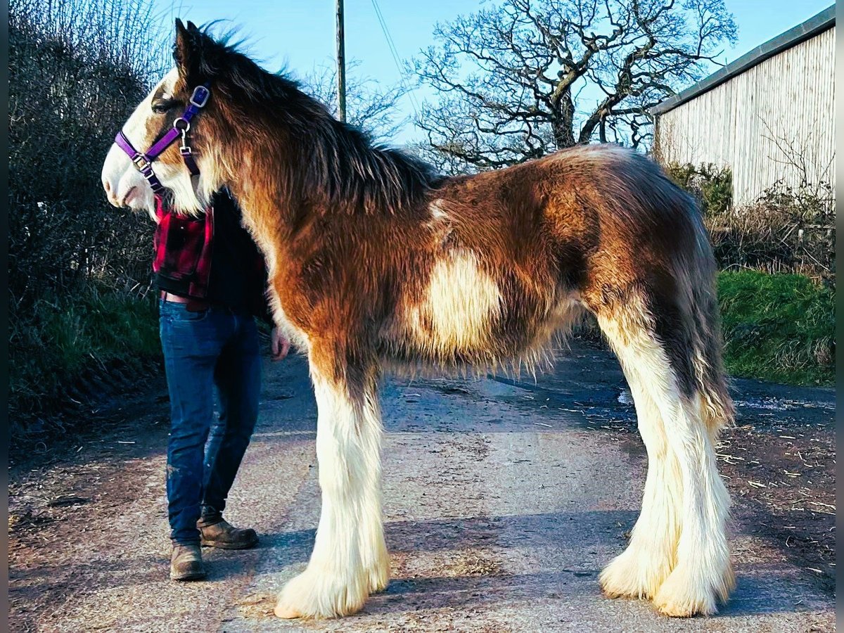 Clydesdale Étalon 1 Année in whitegate