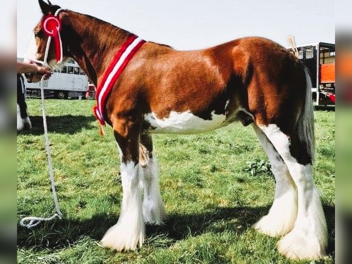 Clydesdale Étalon 2 Ans in marbury