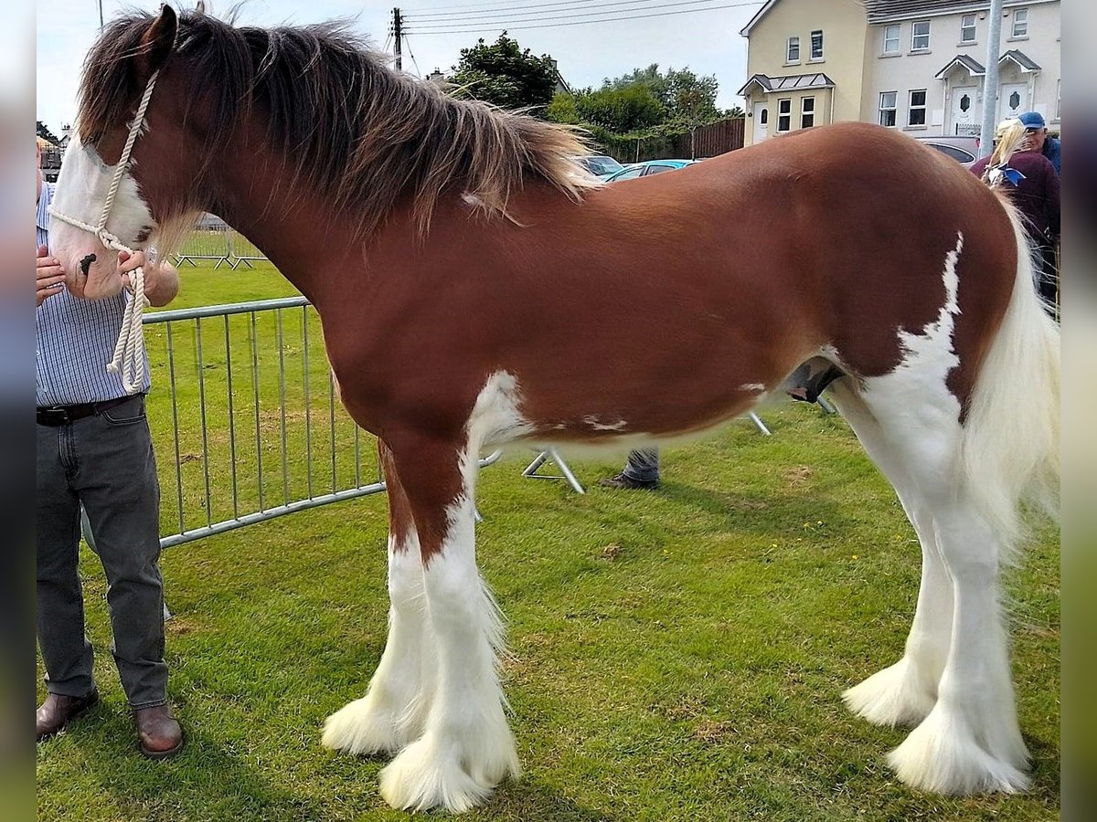 Clydesdale Étalon 3 Ans in whitegte