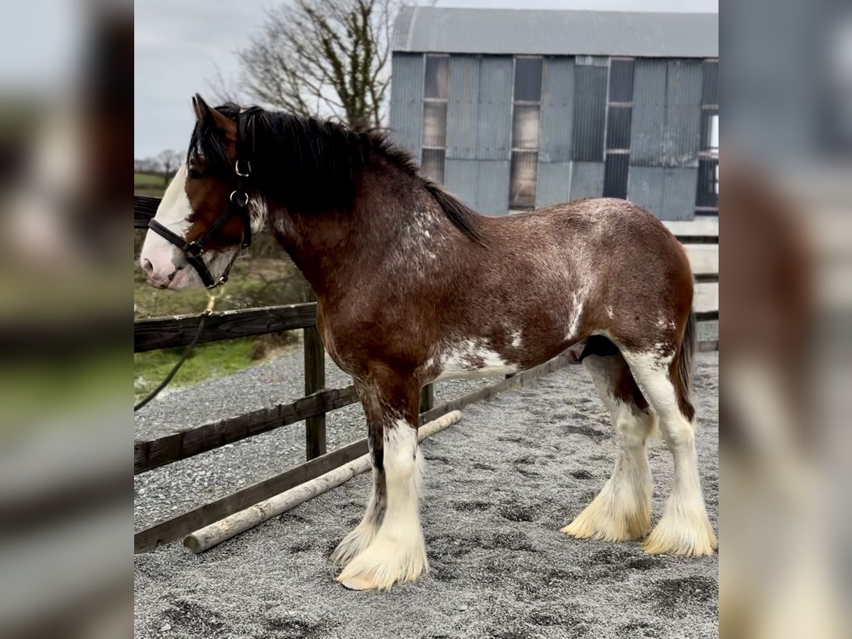 Clydesdale Étalon 4 Ans 181 cm Bai cerise in Down