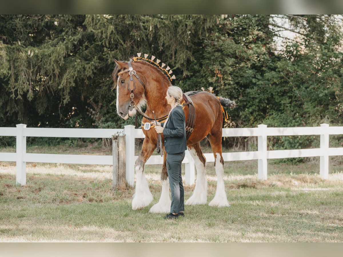 Clydesdale Étalon Bai in Wölfersheim