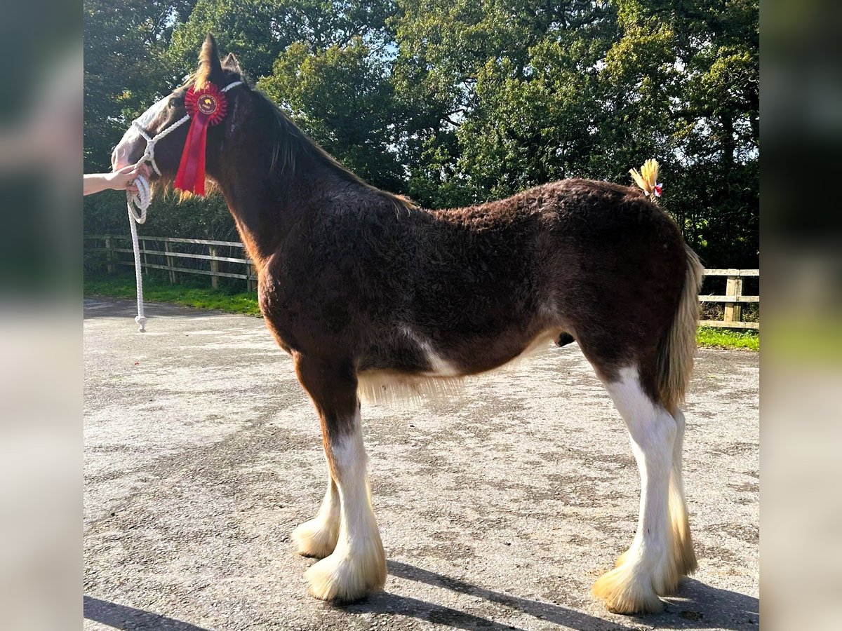 Clydesdale Étalon Poulain (04/2024) in marbury