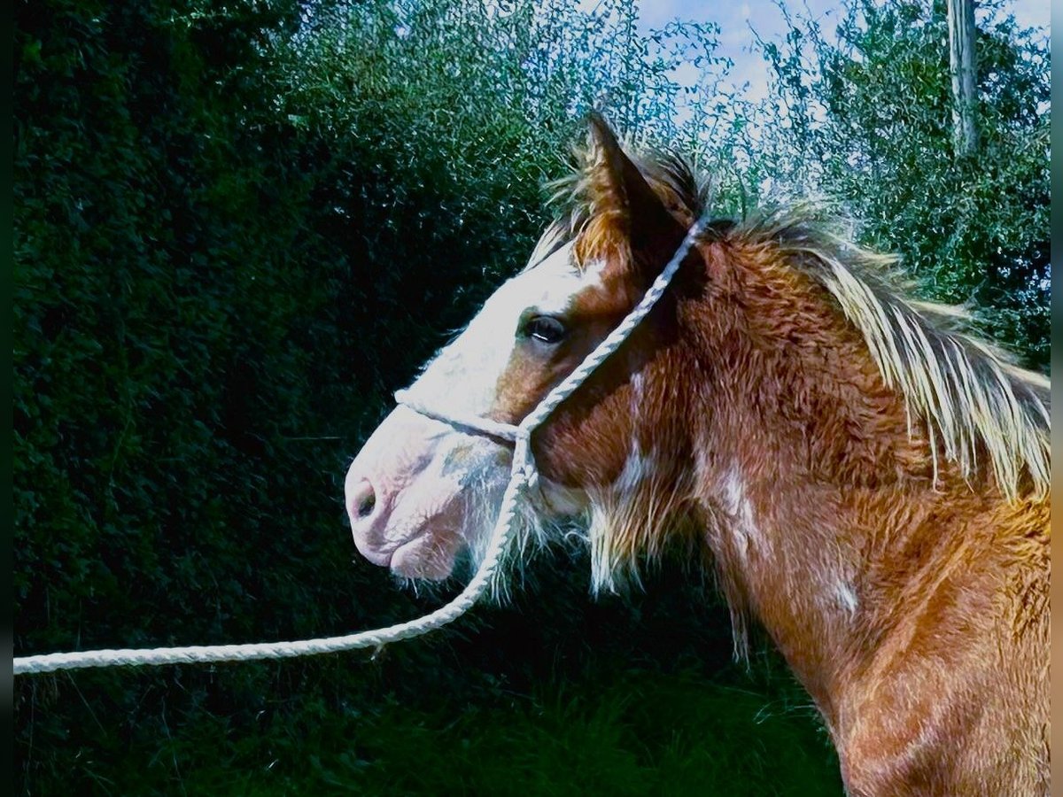 Clydesdale Étalon Poulain (04/2024) in marbury