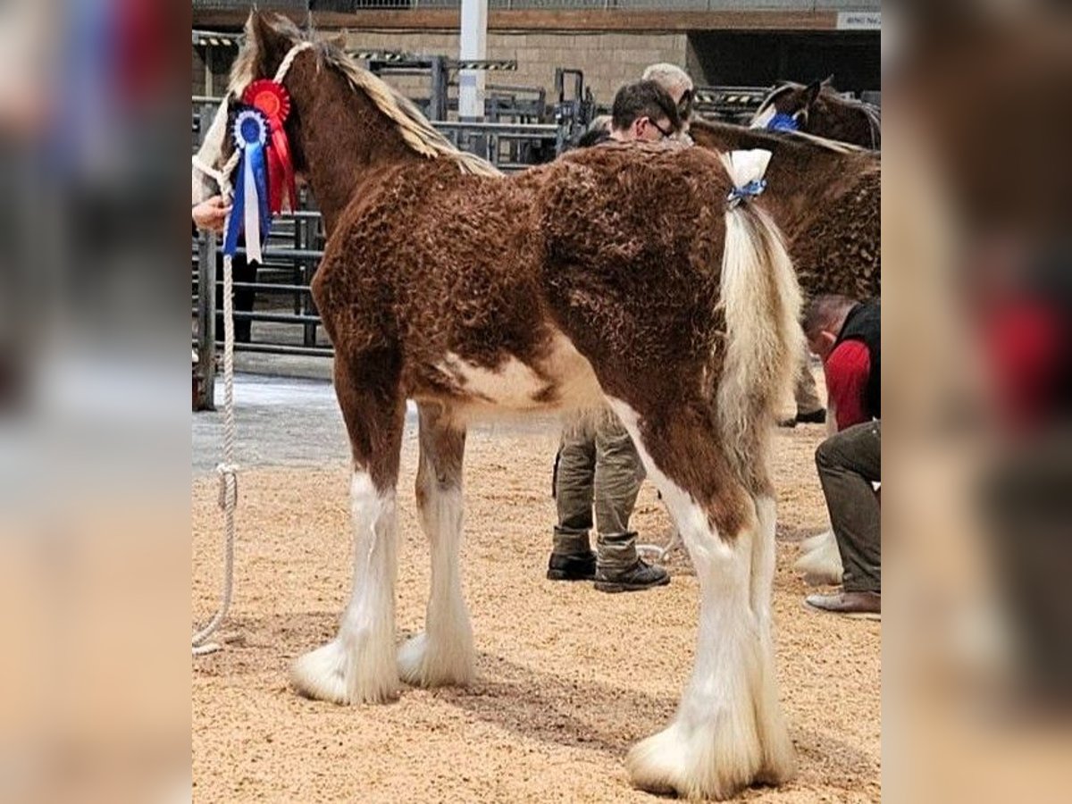 Clydesdale Étalon Poulain (04/2025) in whitegate