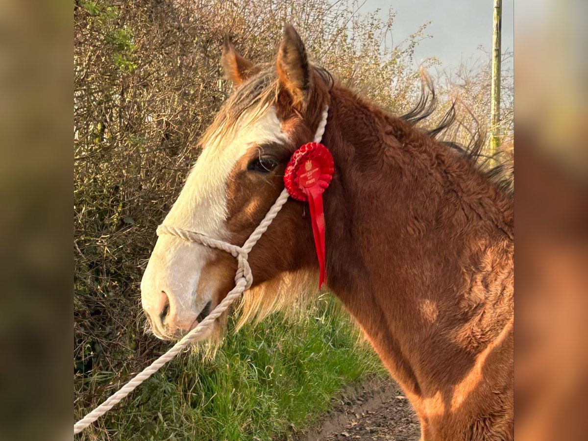 Clydesdale Étalon Poulain (04/2024) in whitegate