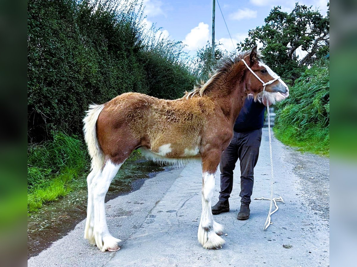 Clydesdale Étalon Poulain (04/2024) in whitegate