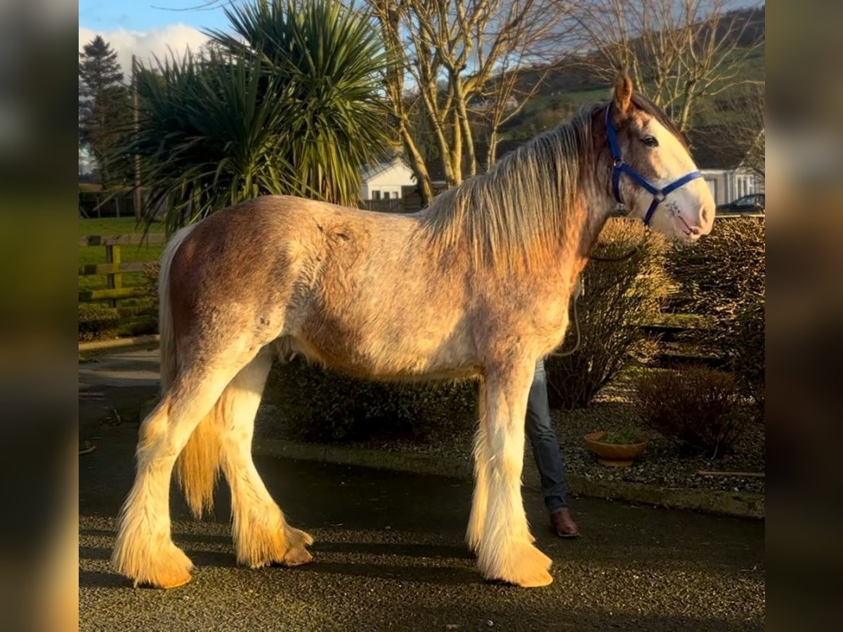 Clydesdale Gelding 2 years 16,2 hh Roan-Red in Down