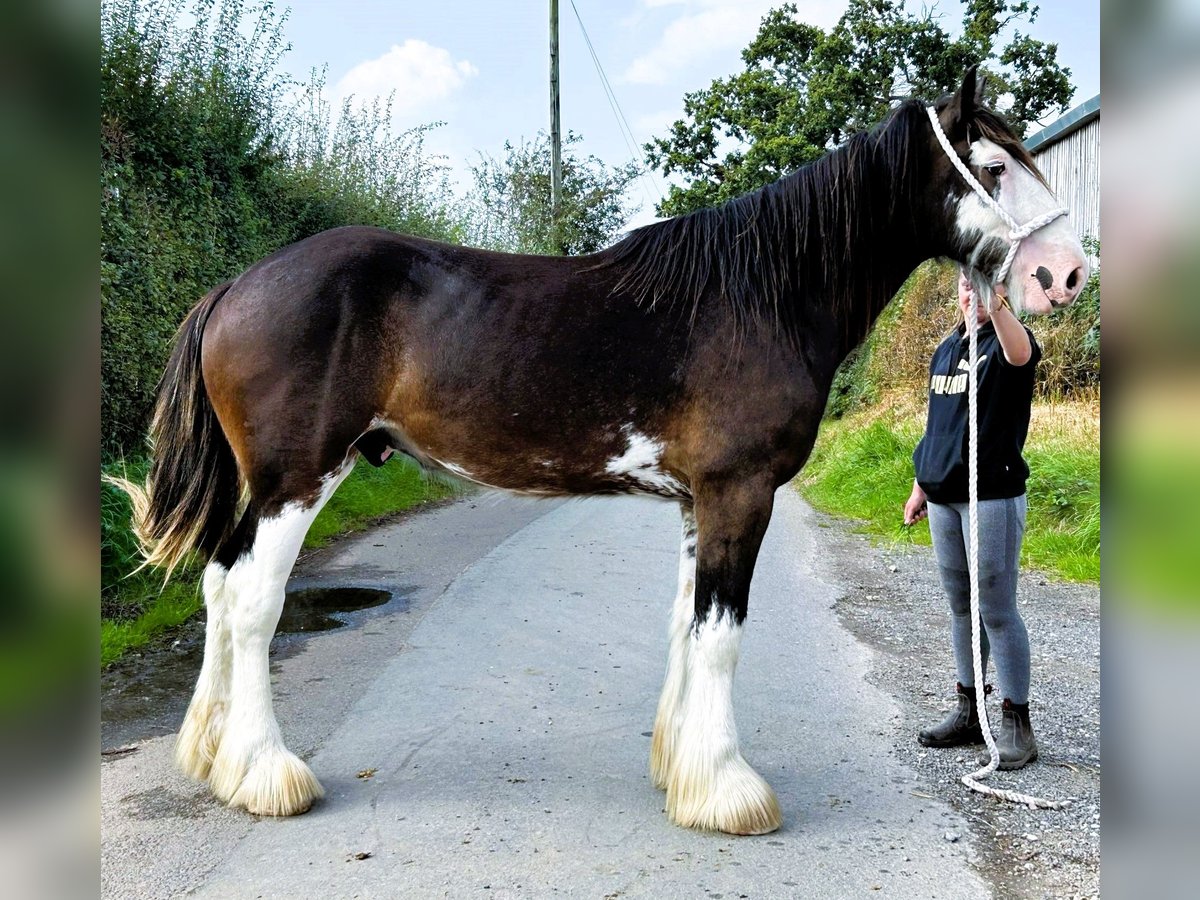 Clydesdale Gelding 2 years in marbury