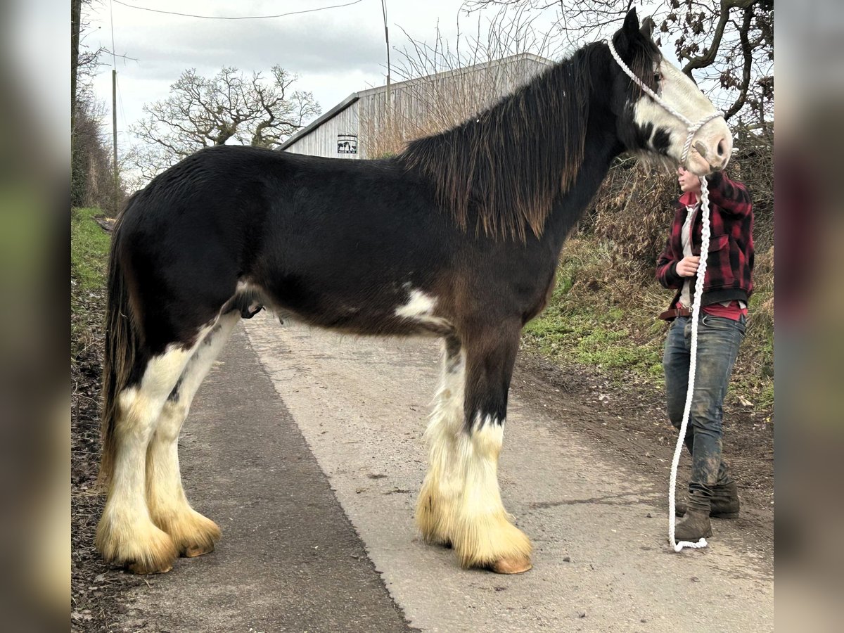 Clydesdale Gelding 3 years in whitegate