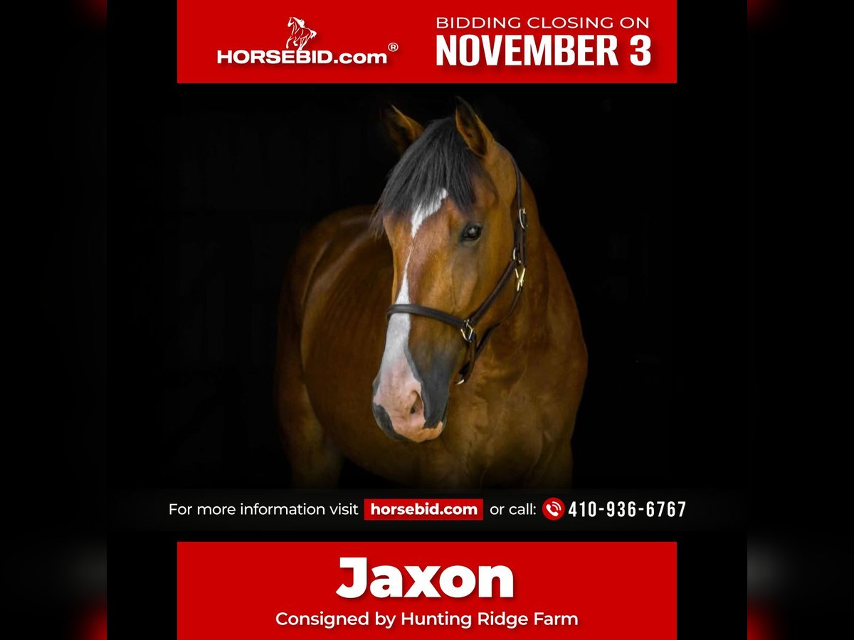 Clydesdale Mix Gelding 4 years 16,1 hh Bay in Street