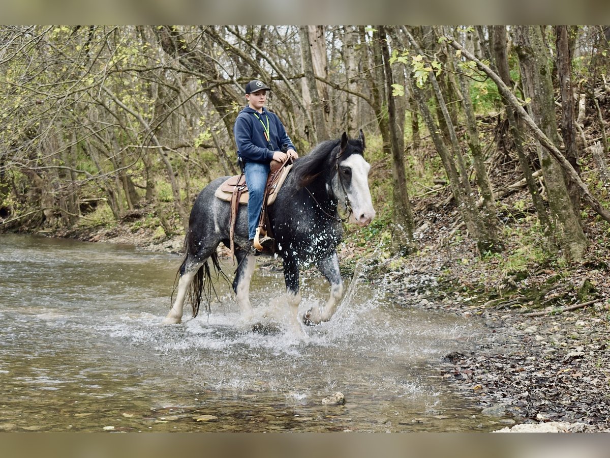 Clydesdale Gelding 5 years 16,1 hh Roan-Blue in Crab Orchard, KY