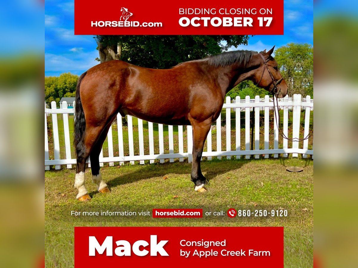 Clydesdale Mix Gelding 5 years Bay in Northfield, MA