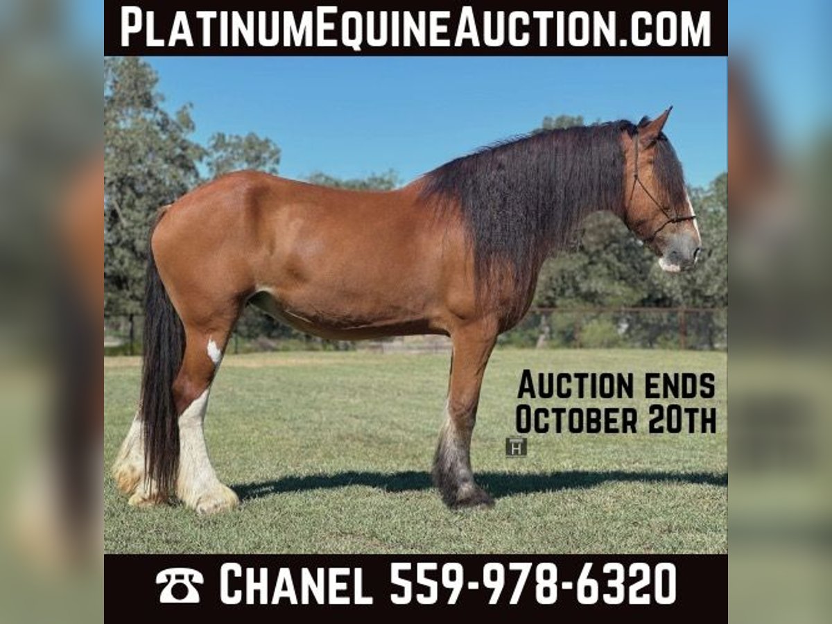 Clydesdale Gelding 8 years 17 hh Roan-Bay in Jacksboro TX