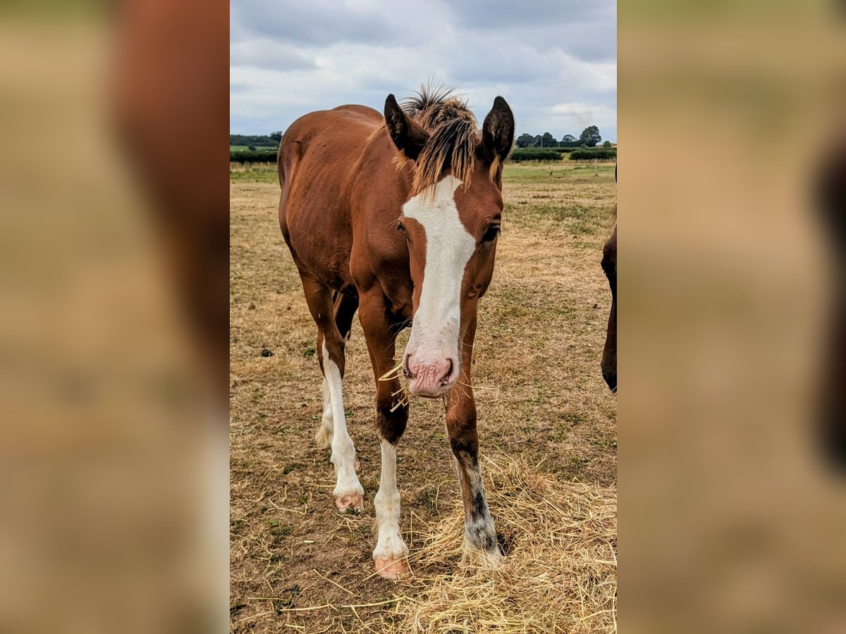 Clydesdale Mix Gelding Foal (03/2025) 16,2 hh Bay in York