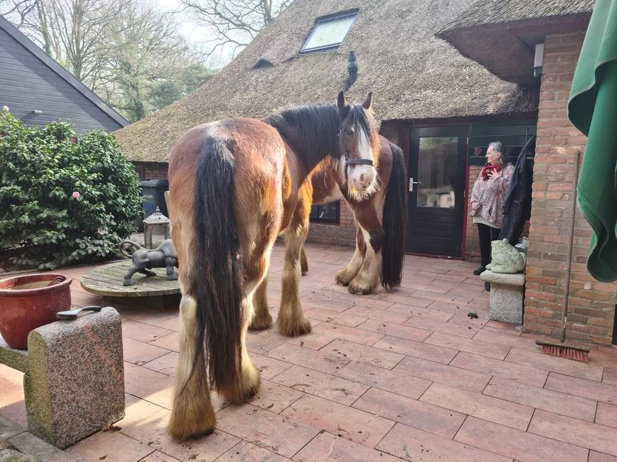 Clydesdale Giumenta 14 Anni 179 cm Baio scuro in Tynaarlo