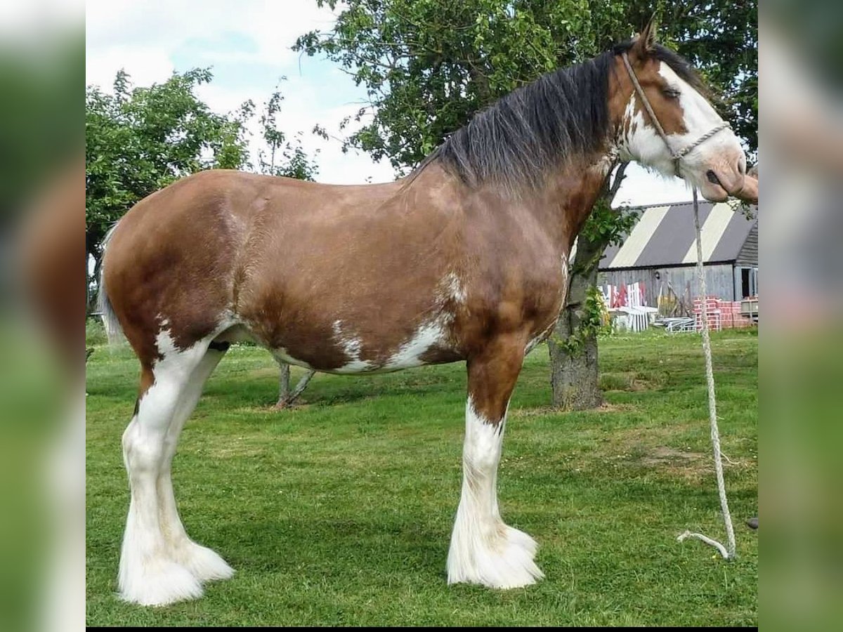 Clydesdale Giumenta 17 Anni 180 cm Baio ciliegia in york