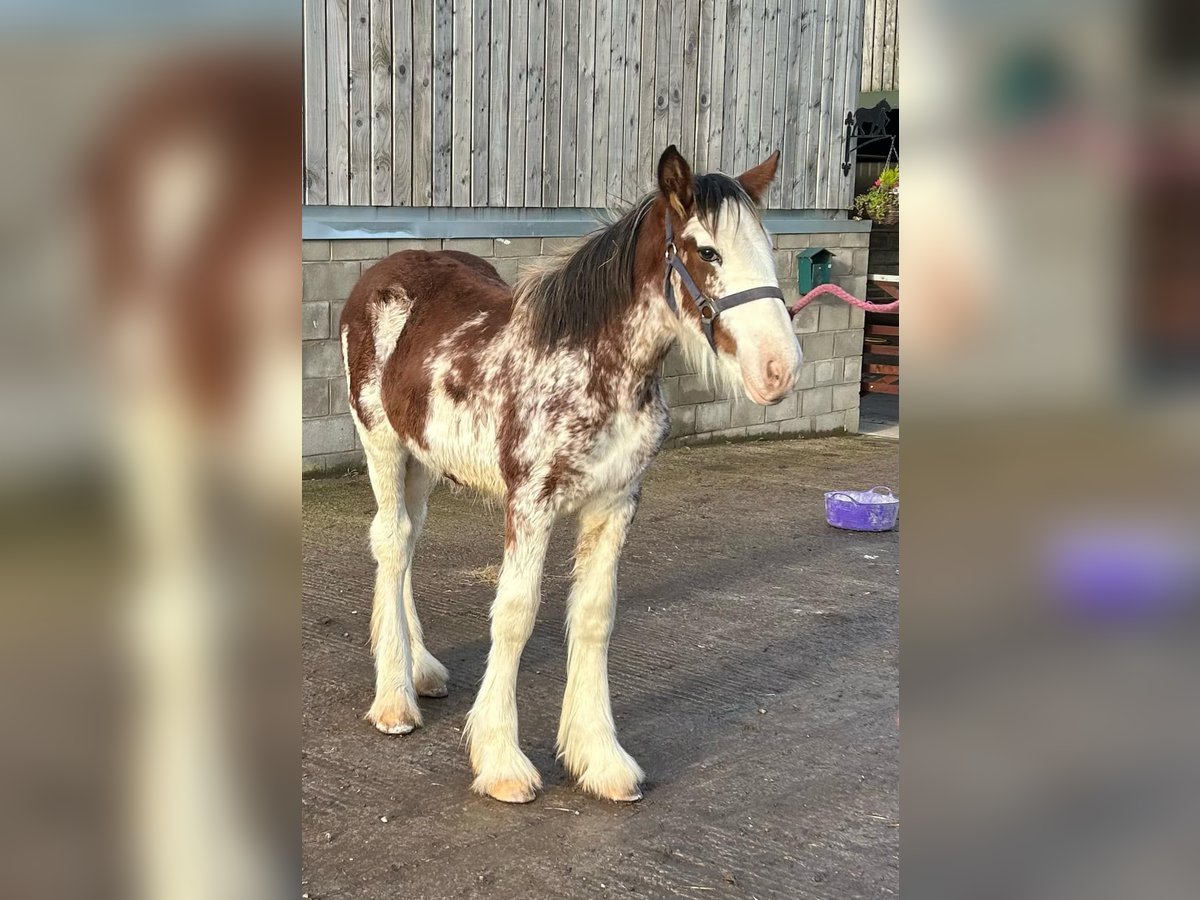 Clydesdale Giumenta Puledri (05/2024) in whitegate