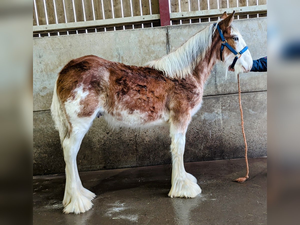 Clydesdale Hengst 1 Jaar 175 cm in York