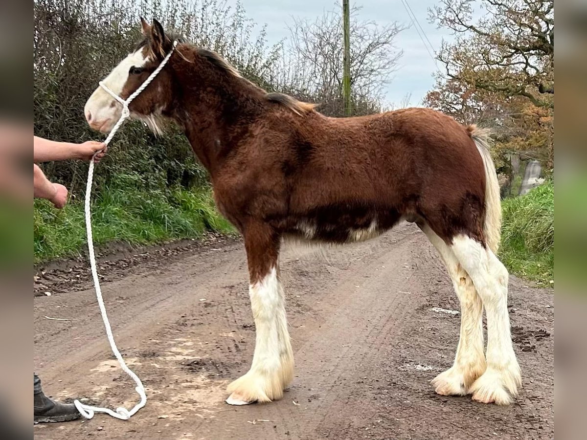 Clydesdale Hengst 1 Jaar in marbury