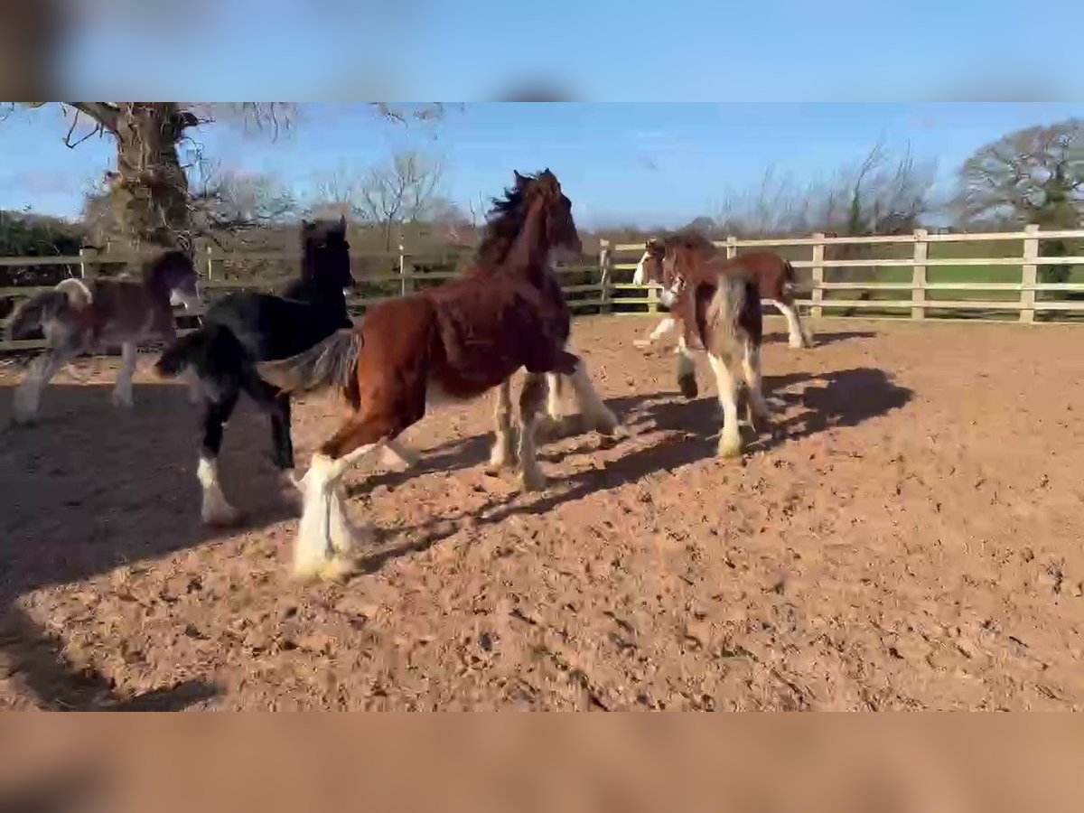 Clydesdale Hengst 1 Jahr in marbury