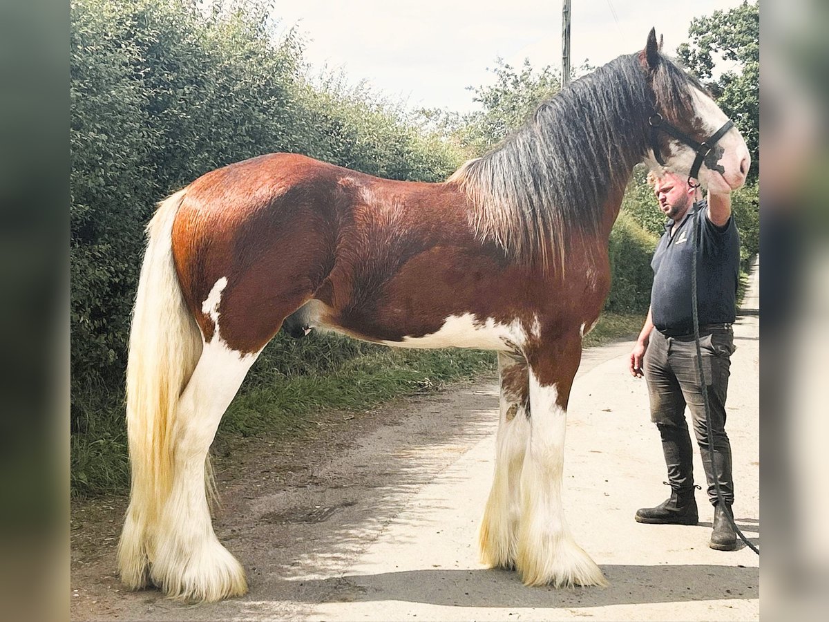 Clydesdale Hengst 2 Jaar in marbory