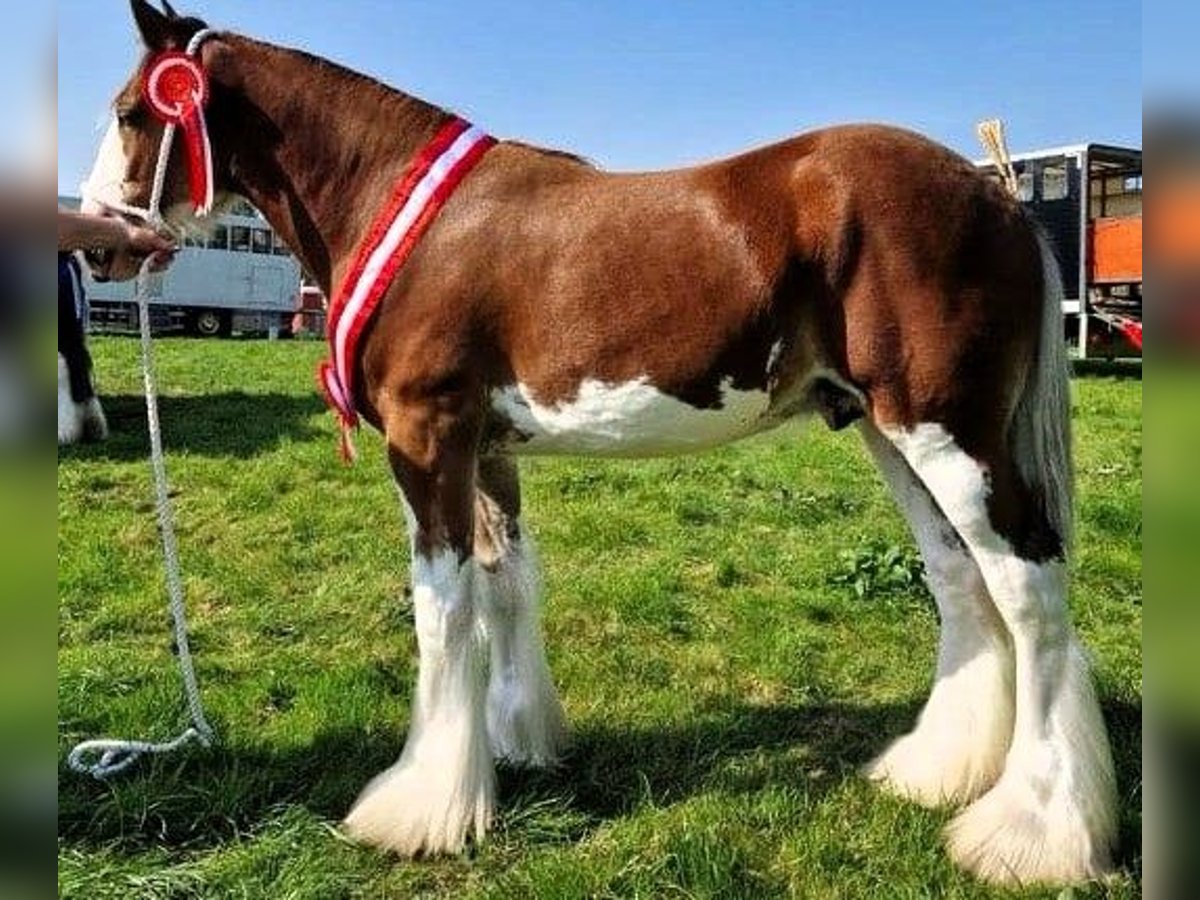 Clydesdale Hengst 2 Jahre in marbury