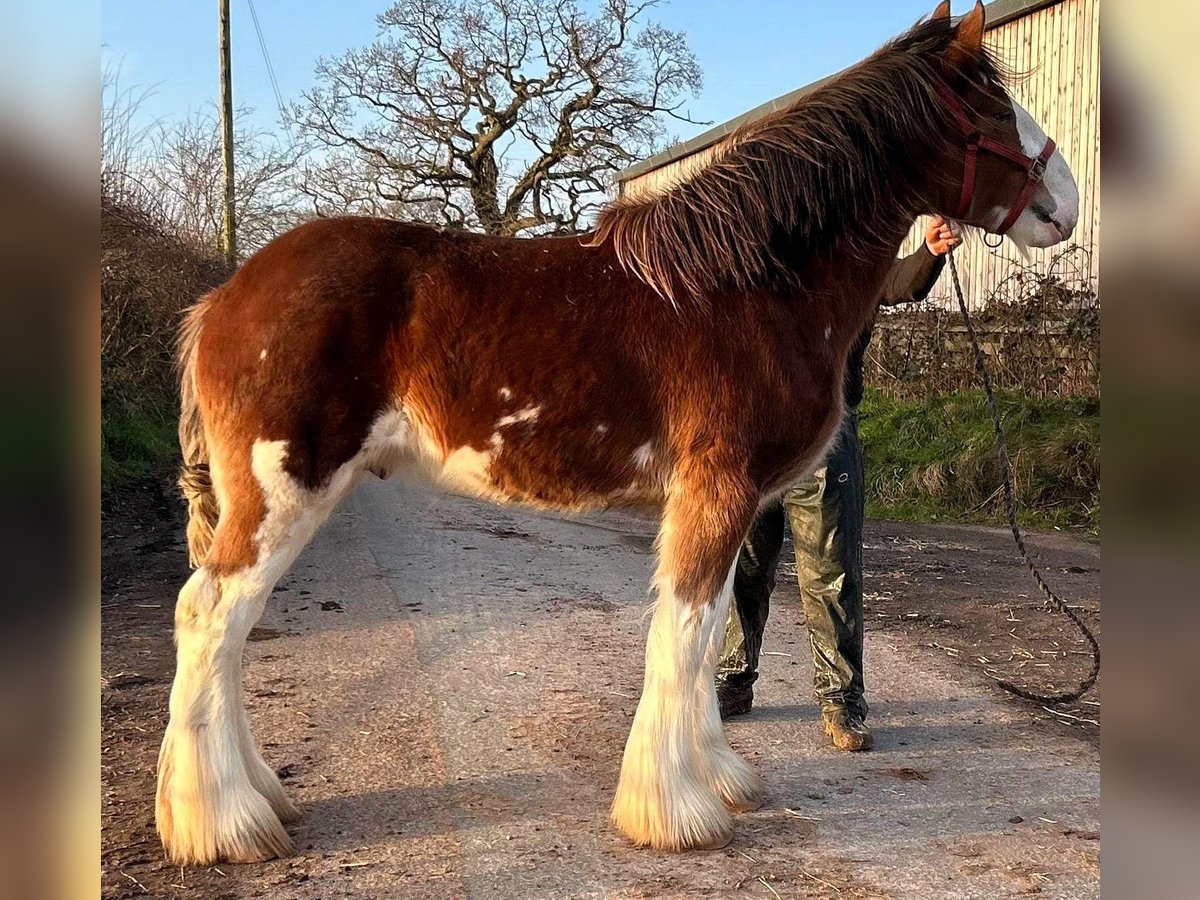 Clydesdale Hengst 2 Jahre in whitegate