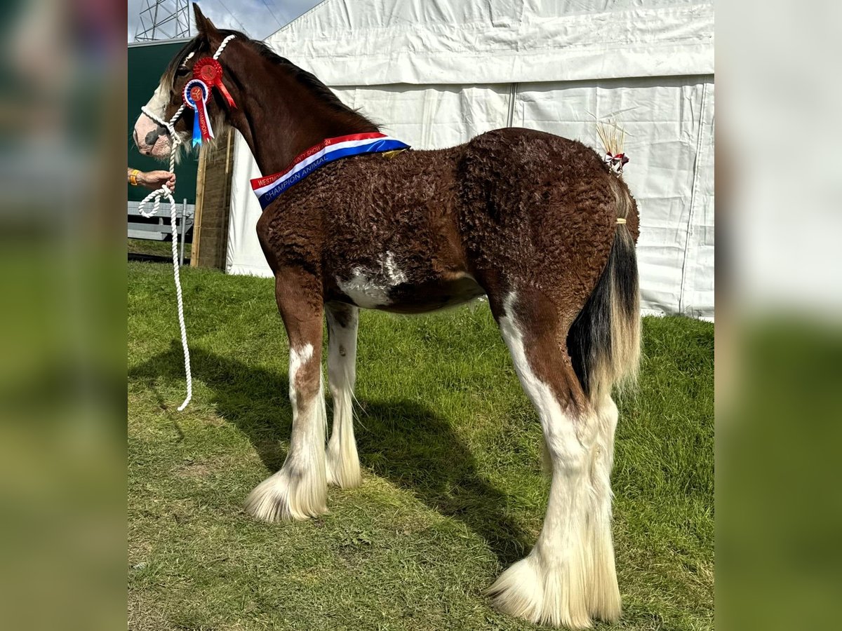 Clydesdale Hengst 2 Jahre in whitegate