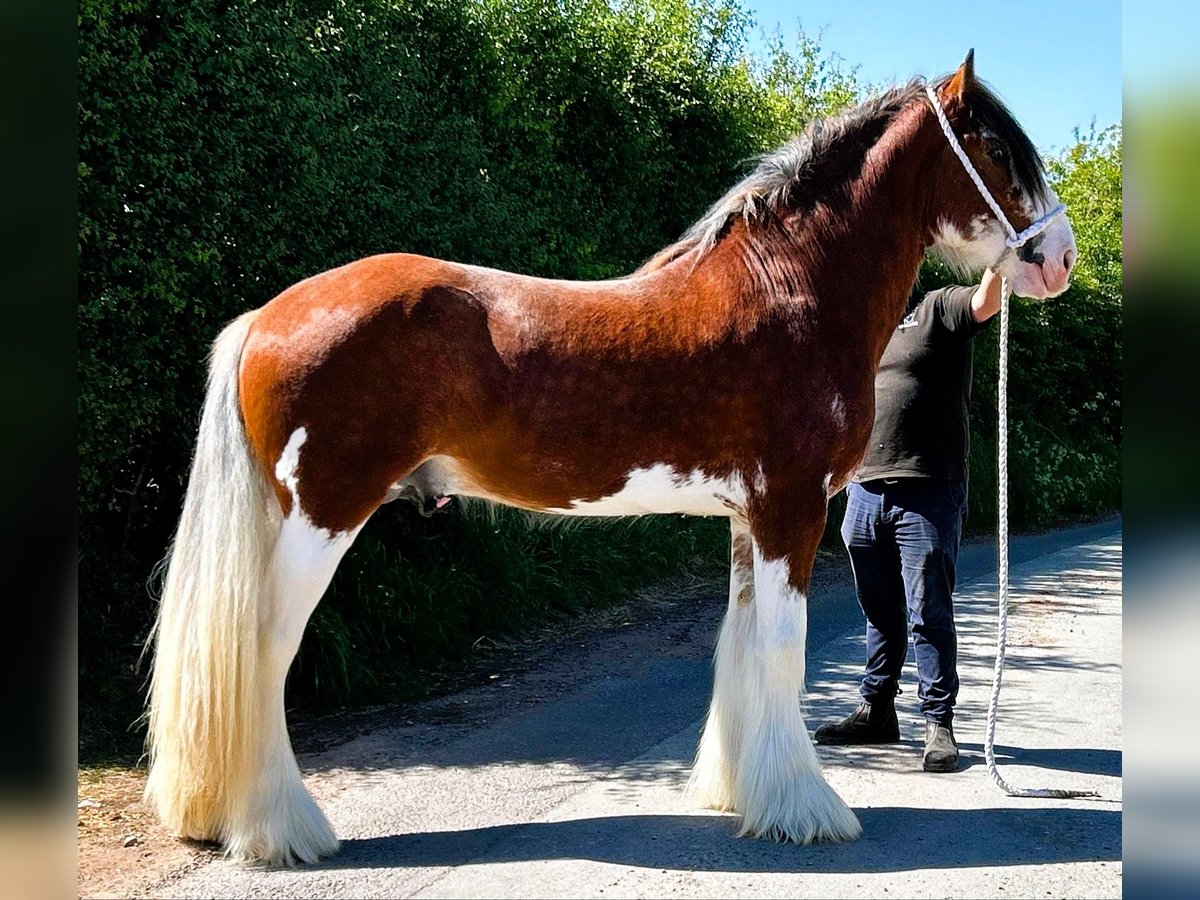 Clydesdale Hengst 3 Jahre in marbury