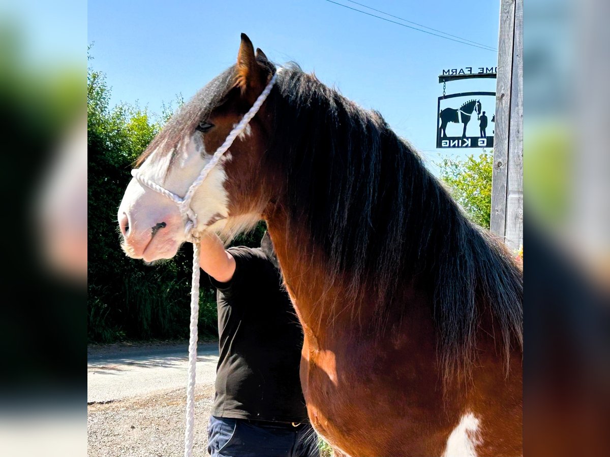 Clydesdale Hengst 3 Jahre in whitgate