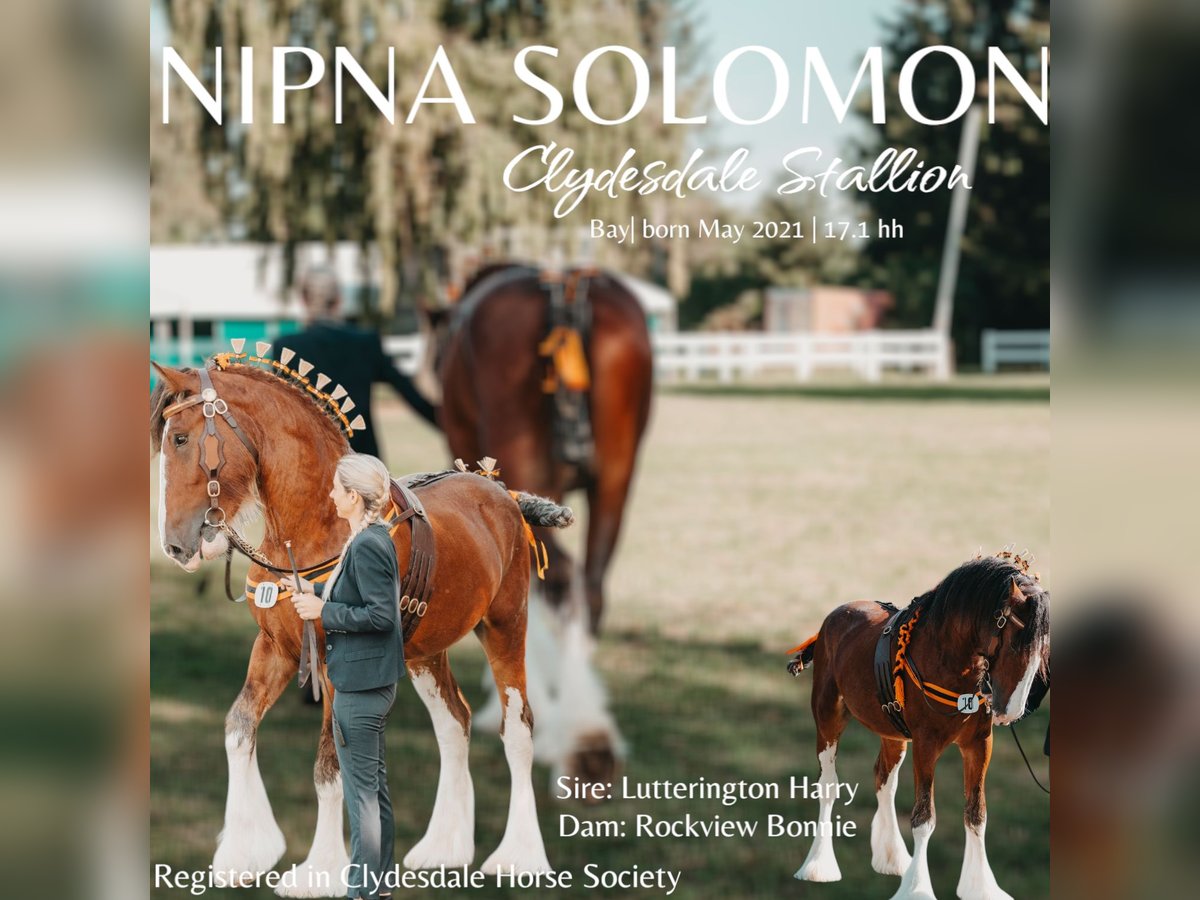 Clydesdale Hengst Bruin in W&#xF6;lfersheim