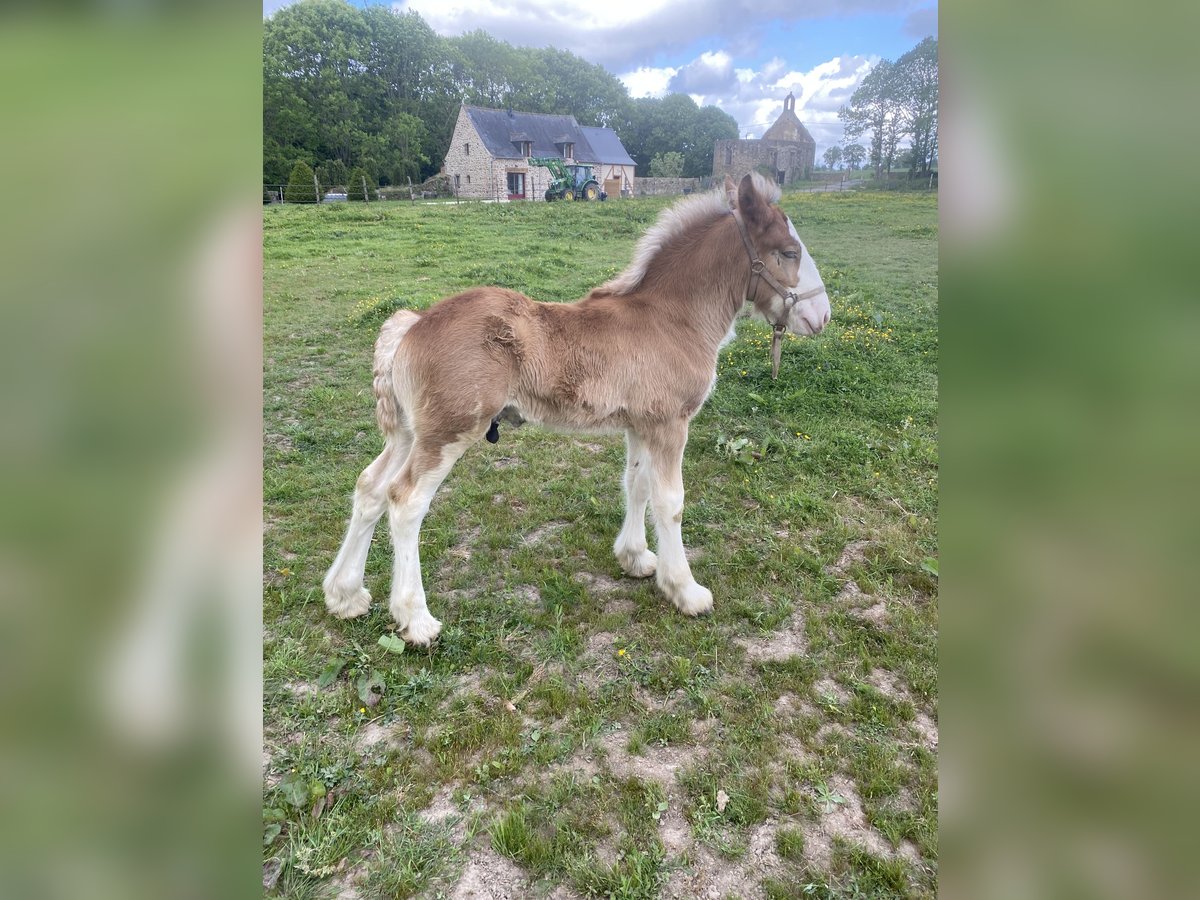 Clydesdale Hengst  in Baguer Pican