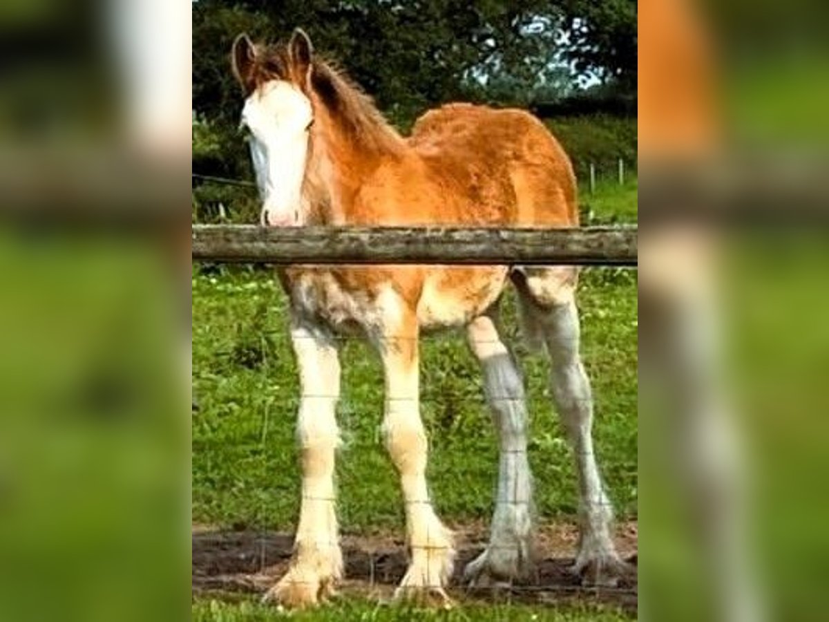 Clydesdale Hengst in whitegate Clydesdale Hengst in whitegate