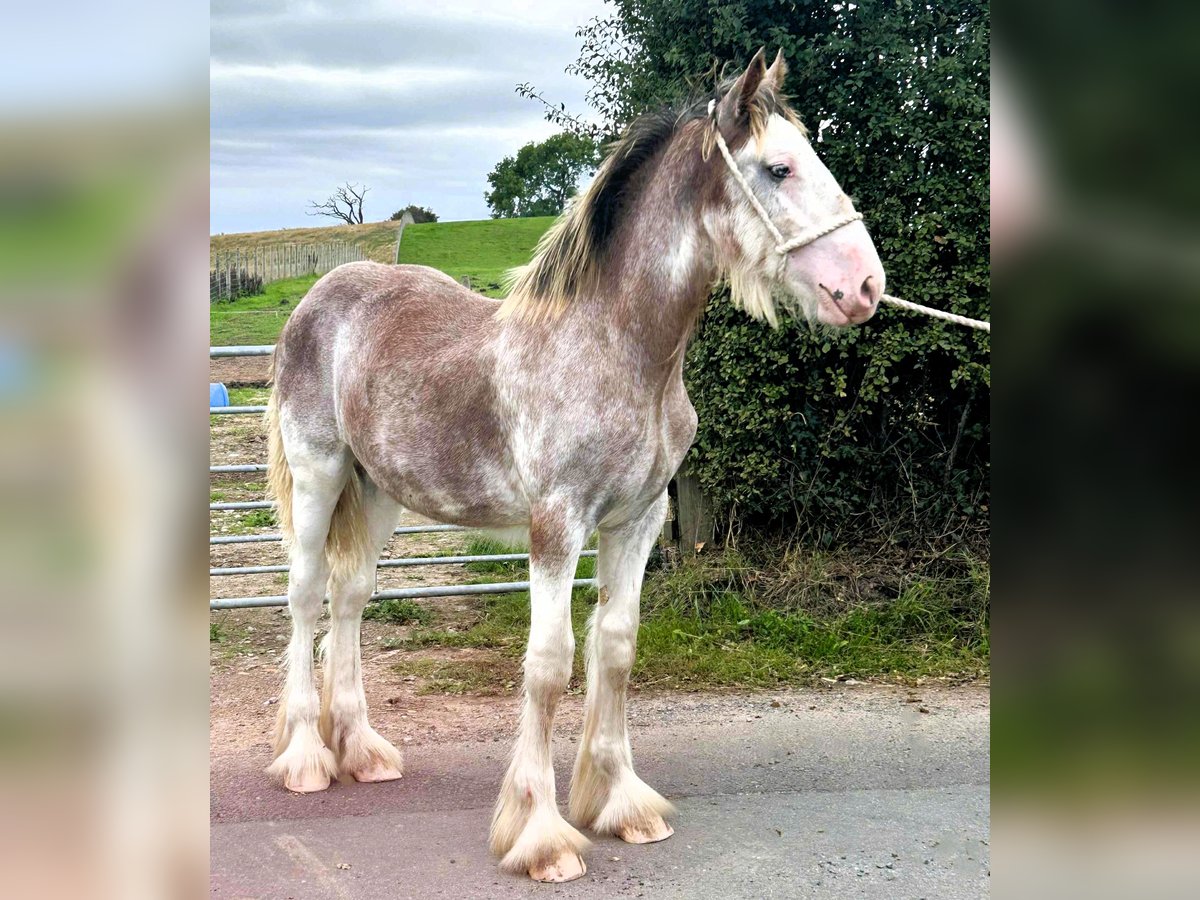 Clydesdale Hengst Veulen (03/2025) in whitegate