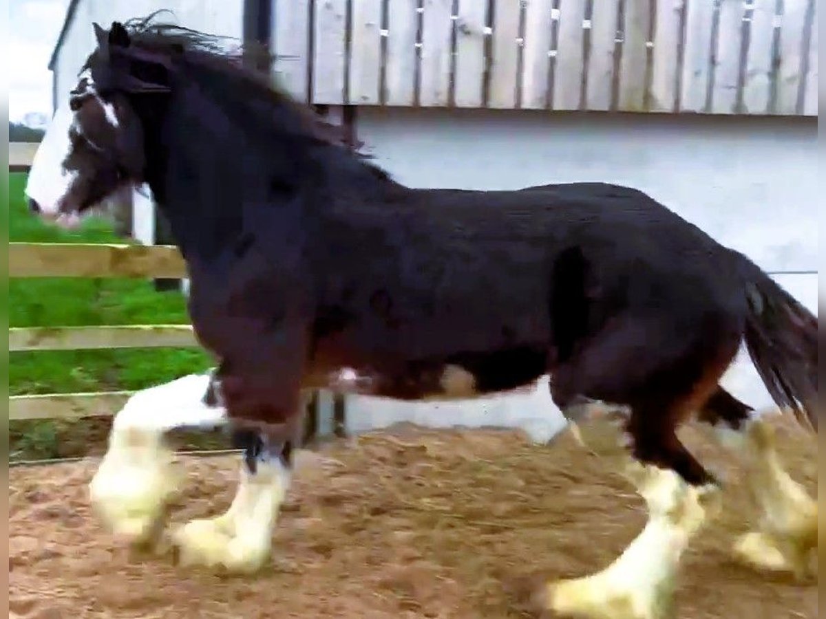 Clydesdale Hongre 2 Ans in whitegate