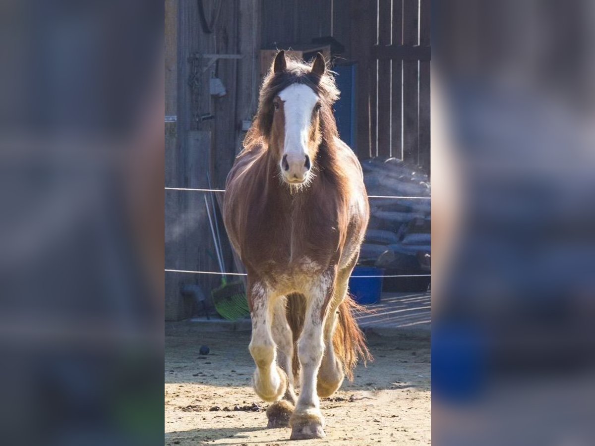 Clydesdale Jument 12 Ans 170 cm Bai in Adlkofen