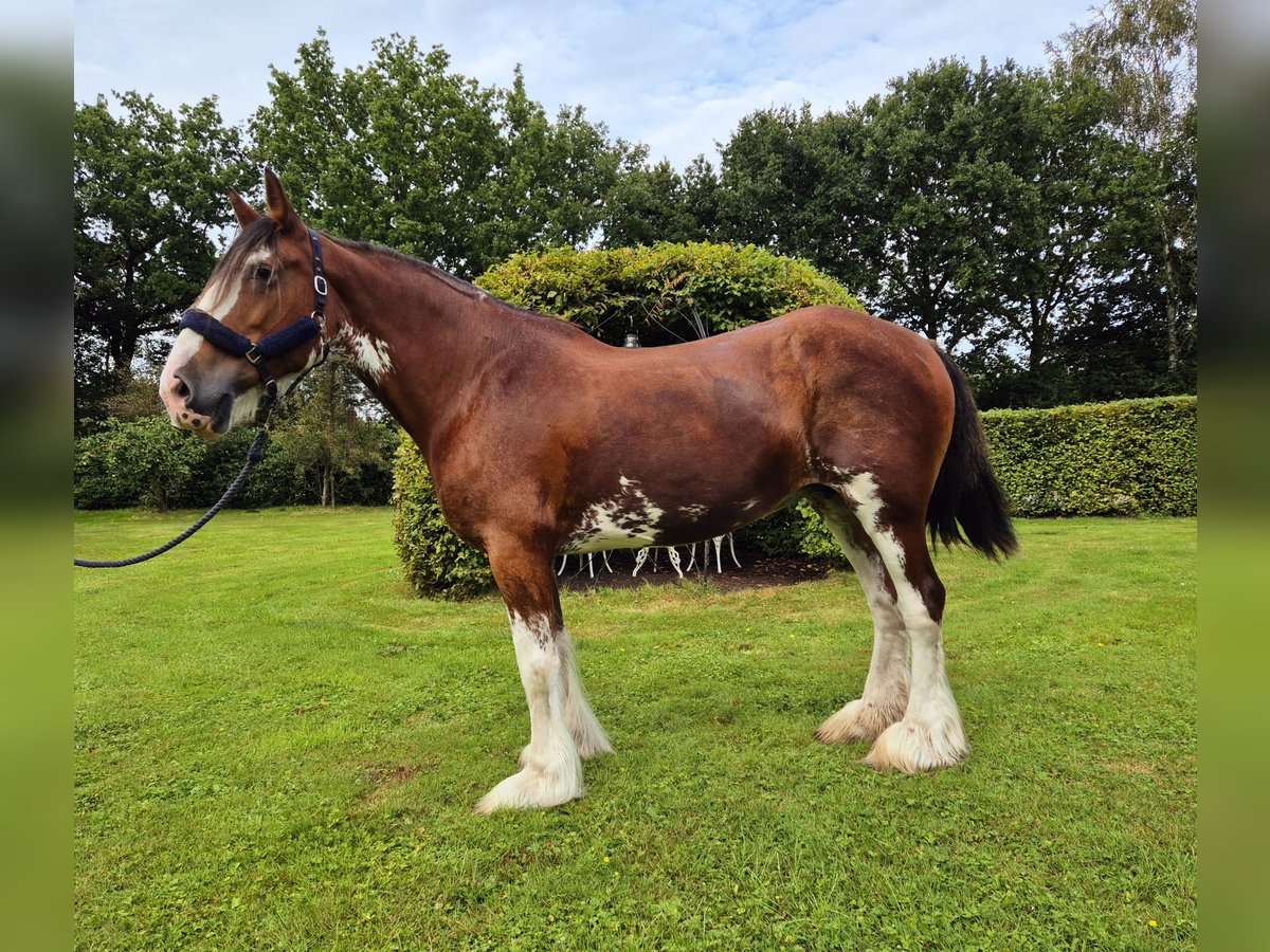 Clydesdale Jument 14 Ans 165 cm Bai in Varel