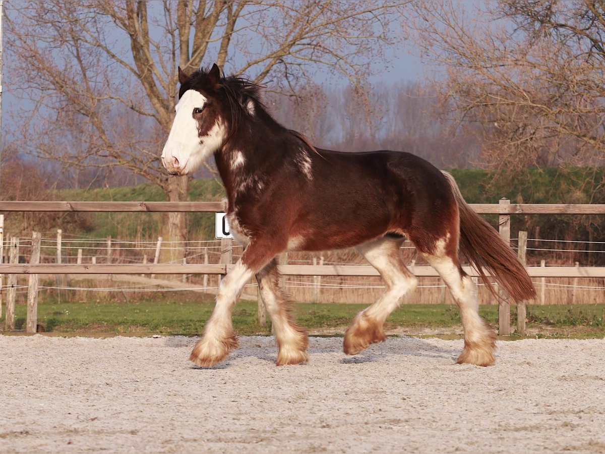 Clydesdale Jument 6 Ans 180 cm Bai in Oud-Vossemeer