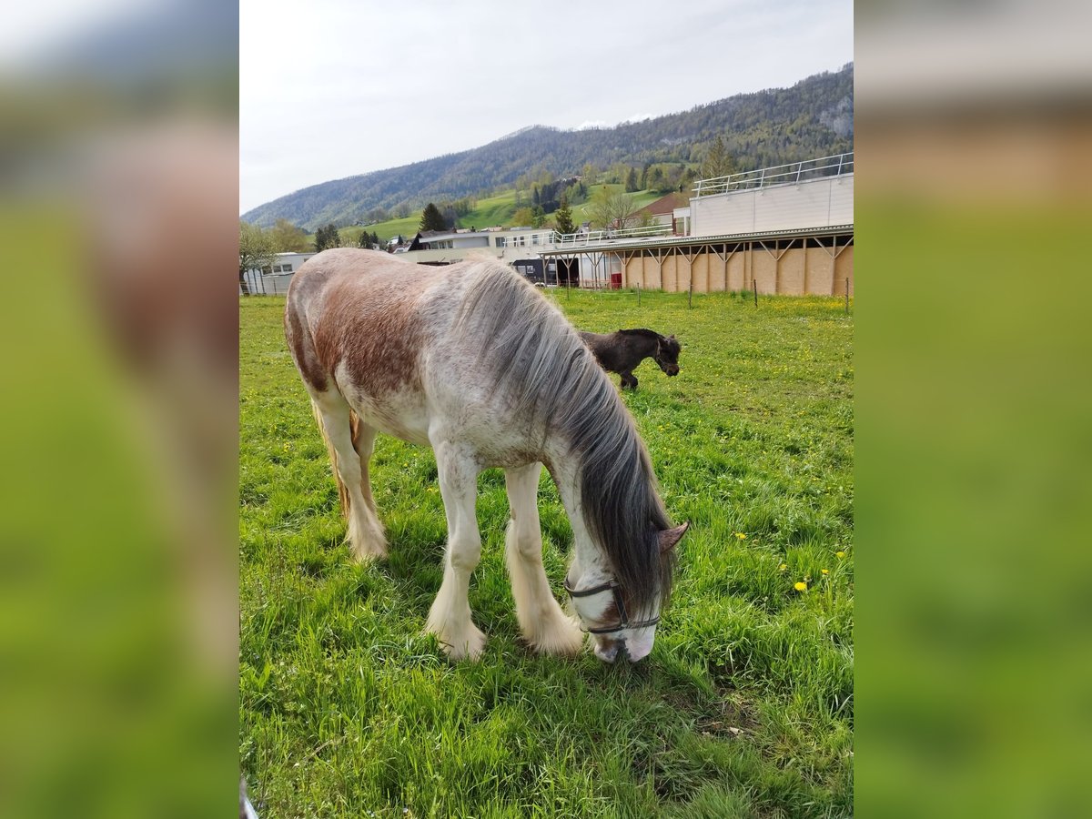 Clydesdale Klacz 2 lat Kasztanowatodereszowata in Gänsbrunnen